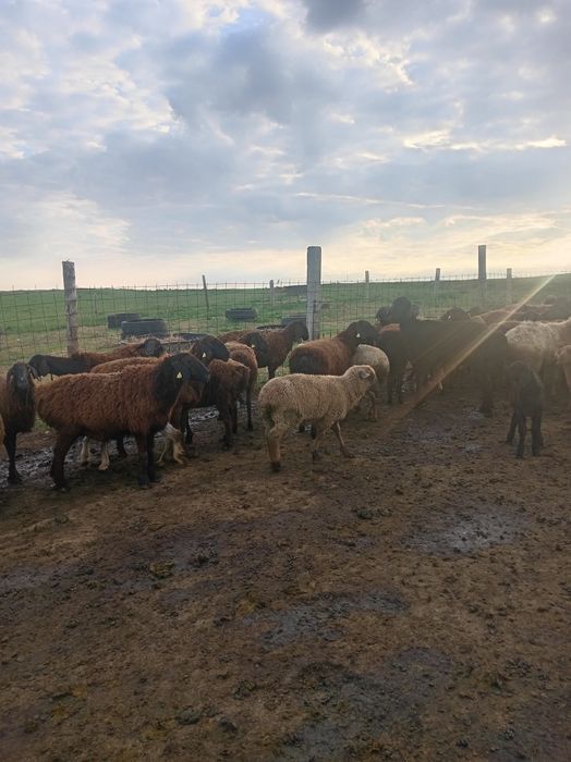 Гемпшир порода баран овцы