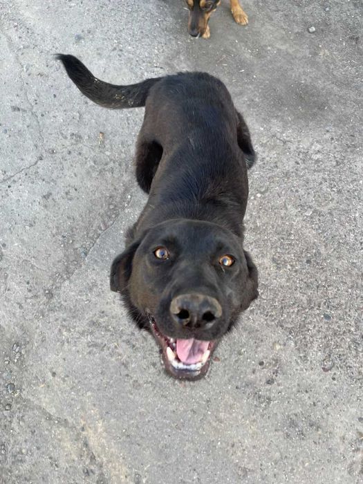 Пристраивается собака в добрые руки ( ТОЛЬКО ОТВЕТСТВЕННЫМ )