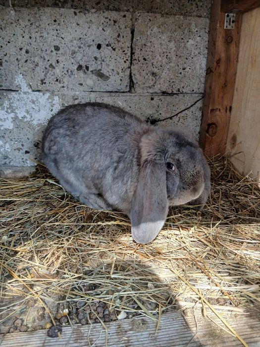 Vând mascul Berbec German!