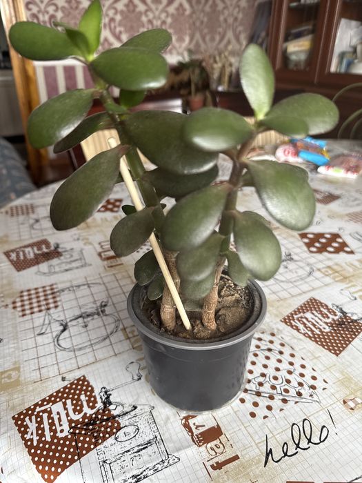 Продаю толстянку денежное дерево