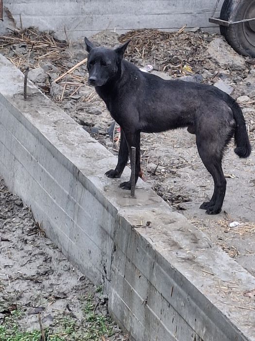 Акилли уй курикчи кучукча