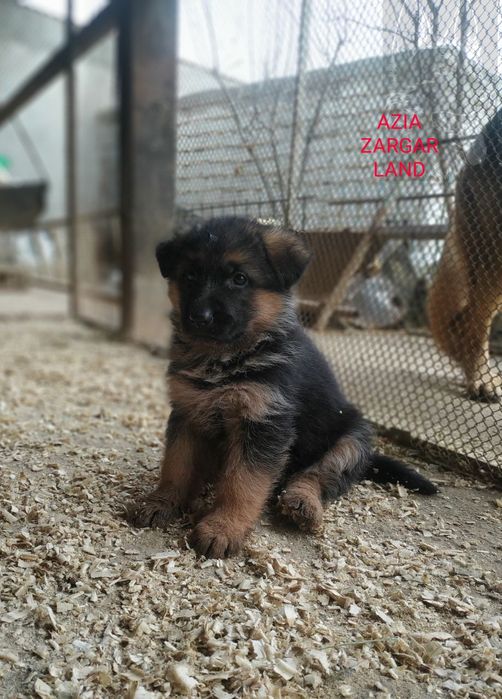 Немецкие овчарки ( стандарт)