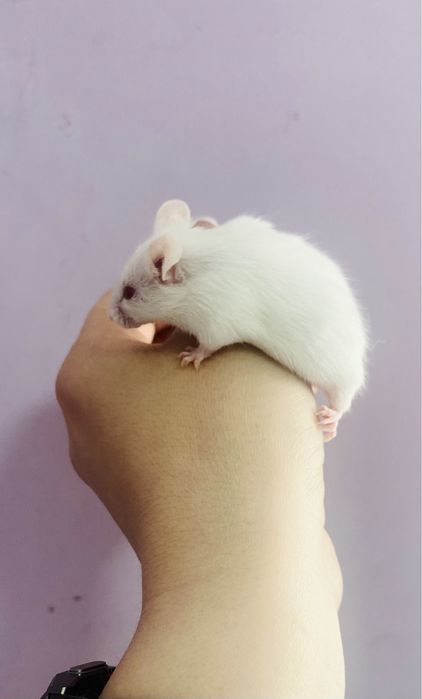 Голыши кормовых мышей