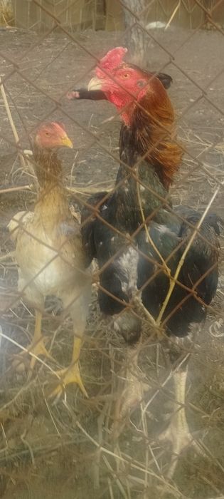 Продаётся дакан бойцовый туляк