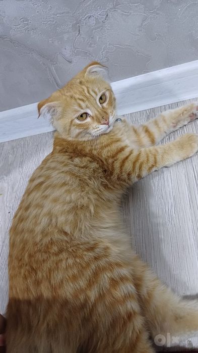 mushuk scottish fold