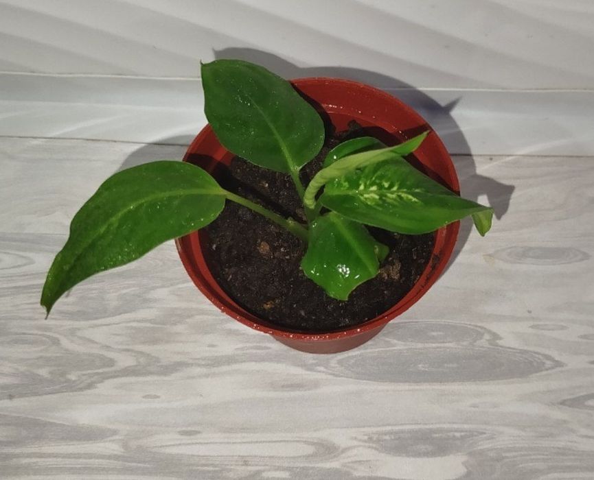 Difinbaxiya Leopard detkasi