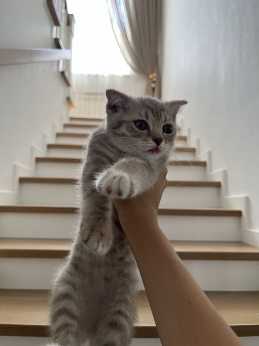Шотландский вислоухий кот