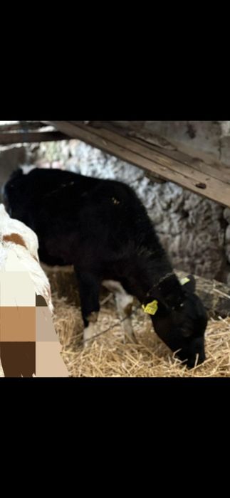 Tauras baltat negru  / Vitel