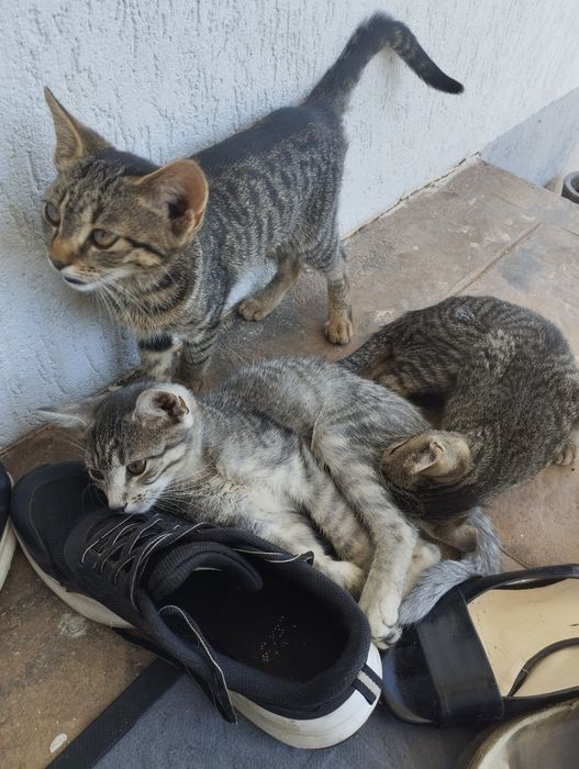 Donez 3 pui de pisica frumosi si jucausi
