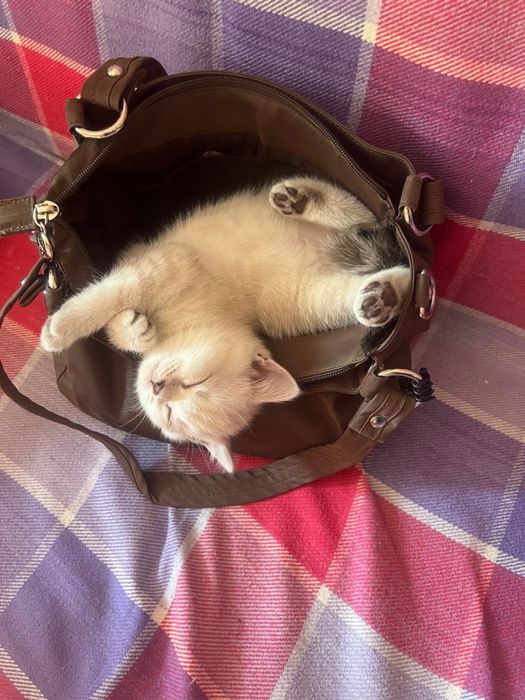 Продам котенка в добрые руки