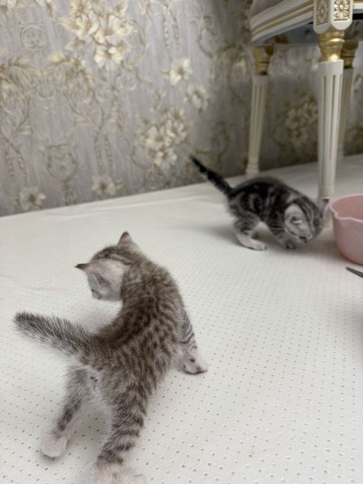 Скоттиш страйт Котенок девочка 1,5мес