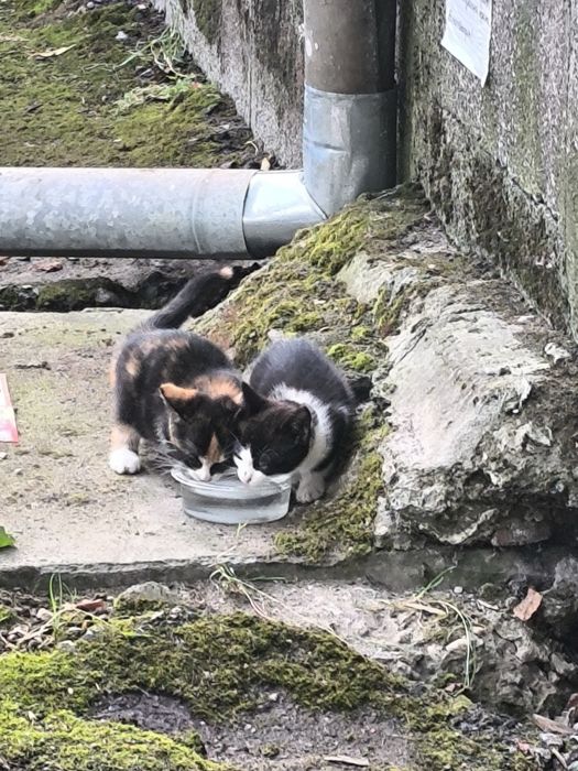 Подарявам малки котета
