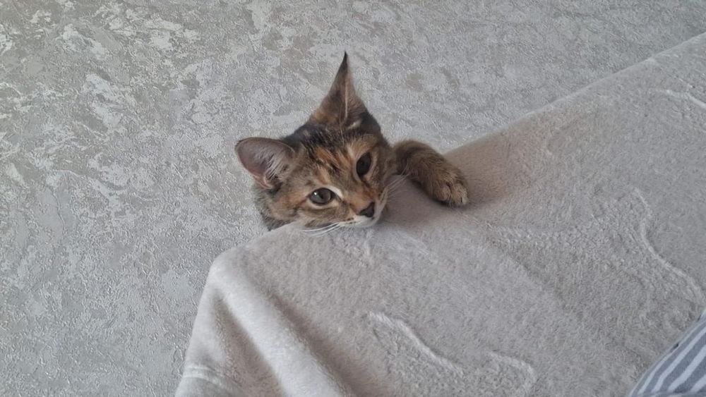 Отдам котят 5 месяцев в добрые руки