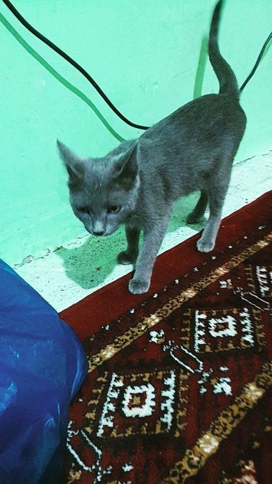 Zotdor kulrang Mushuk