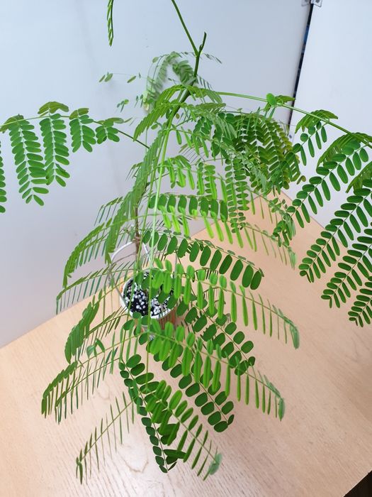 Огненное дерево. Распродажа