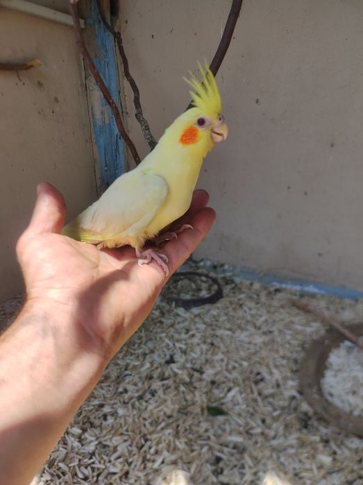 Продам молодых корел ручные