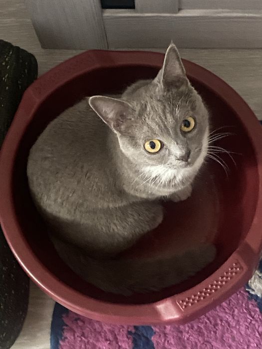 Отдам кота в добрые руки