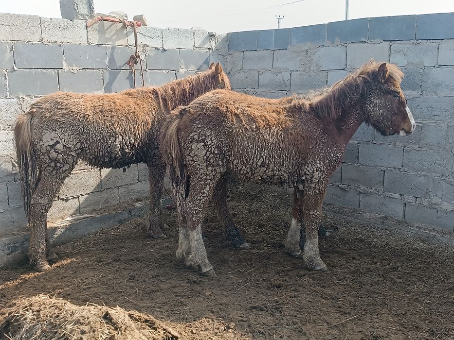 Продаю Лощади Жабағылар