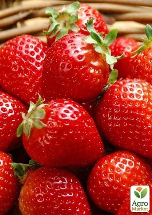 Разсад Ягоди сорт Клери