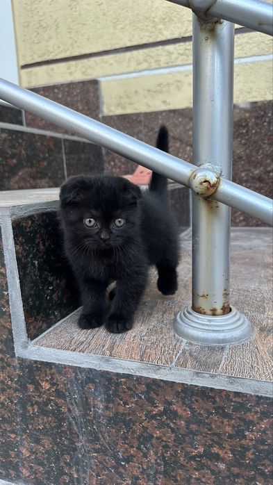 Шотландский вислоухий