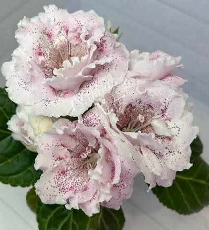 Сортовая махровая глоксиния