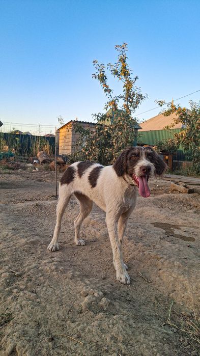 Дратхаар сатылады 1 жасар срочна!!!