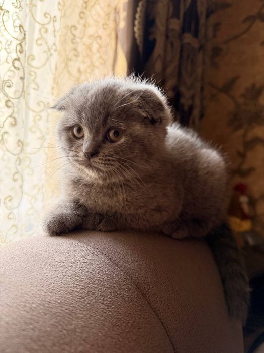 Порода:Скотиш Фолд.