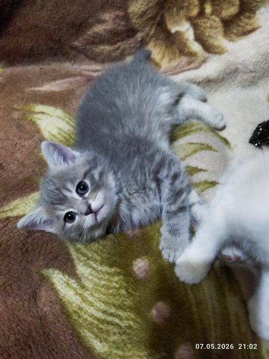 Продаются шотландские котята