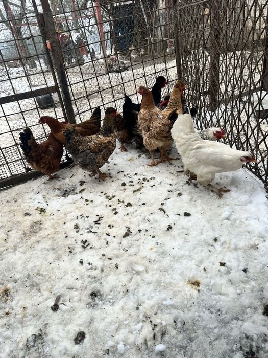 De puicute de 7 luni de vanzare