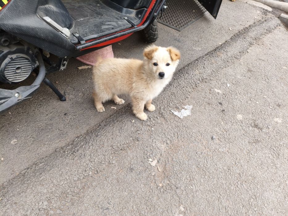 Отдам щенка мальчик