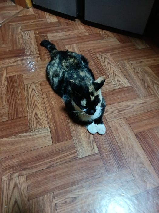 Продам котят (бронь)