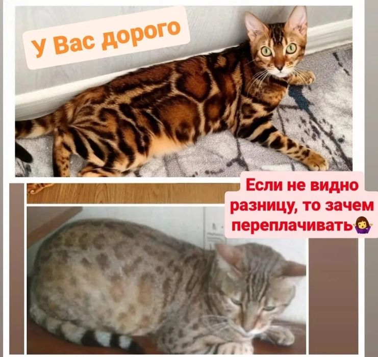 Роскошная бенгальская кошечка от привозных родителей