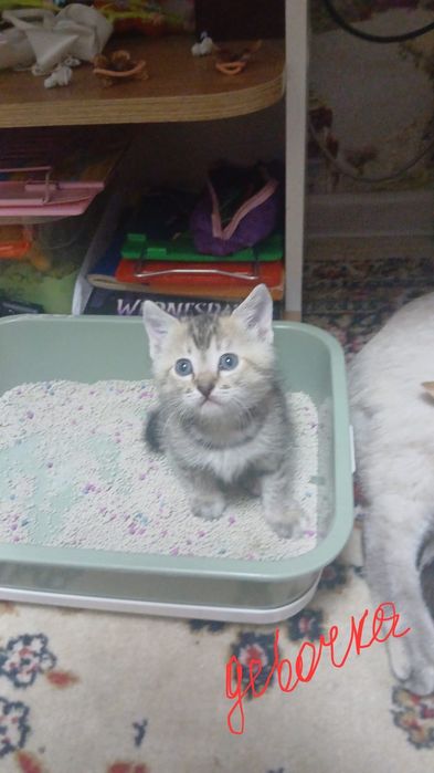 В хорошие руки котят