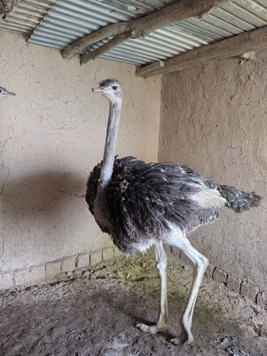 Tuya qushlar sotiladi 1.400$ yana kelishiladi 2tovuq 1ta Xoroz 9 oyli