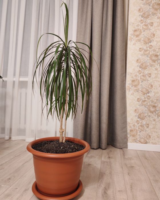 Продам пальму драцена