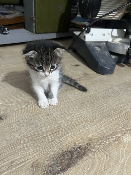 Отдам котят в хорошие , добрые руки