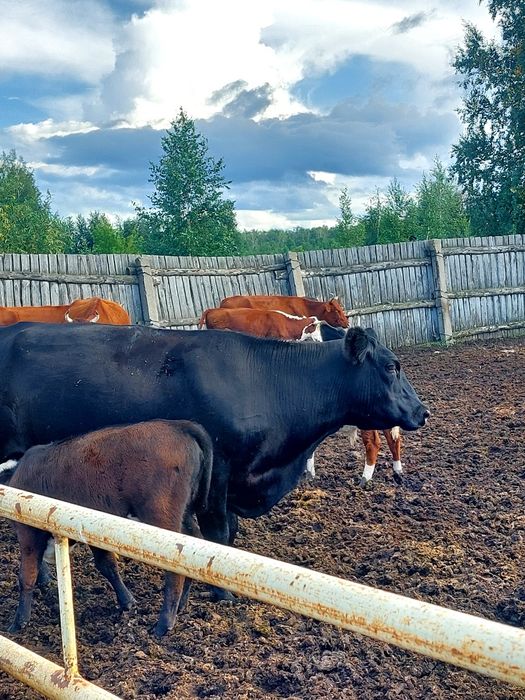 Продам корову Ангус