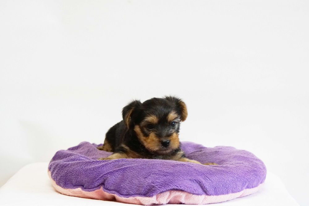 Puiut Yorkshire Terrier