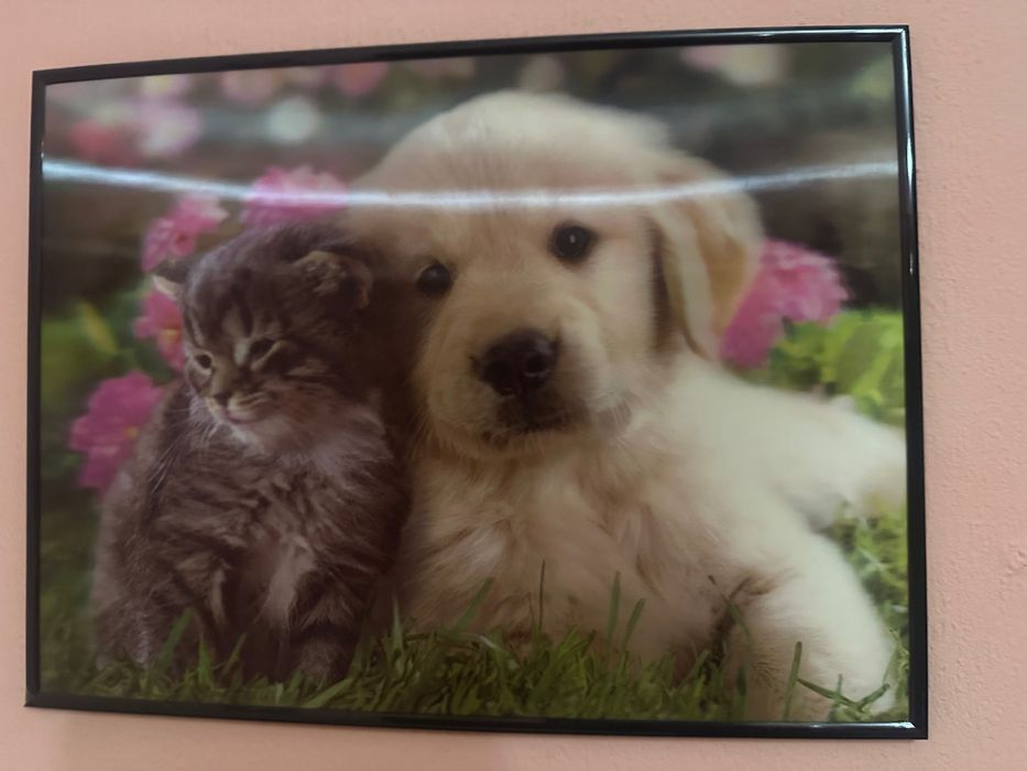 Декоративна 2 D картина куче и коте 30 х 40