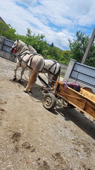 Vând armasar 12 ani