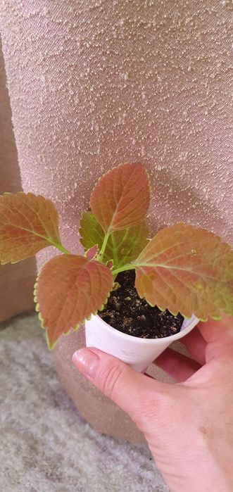 Колеусы комнатные/садовые цветы