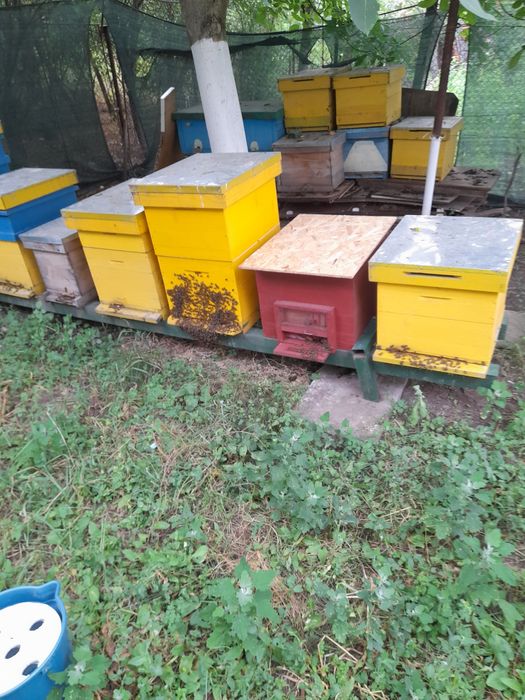 Schimb famili de albine cu iepuri