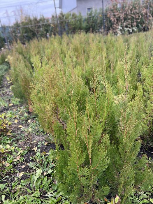 Vand tuia en gros din pepiniera proprie