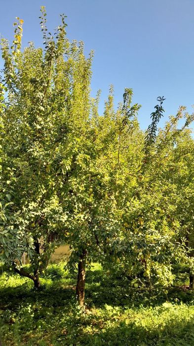 Дача Нанайда пустой йер