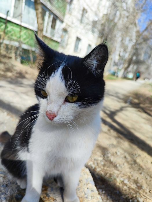 Отдам котика 6 месяцев .