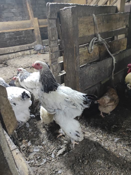 Үй тауықтарын сатам өздері басады