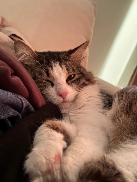 Домашний кот Дымок