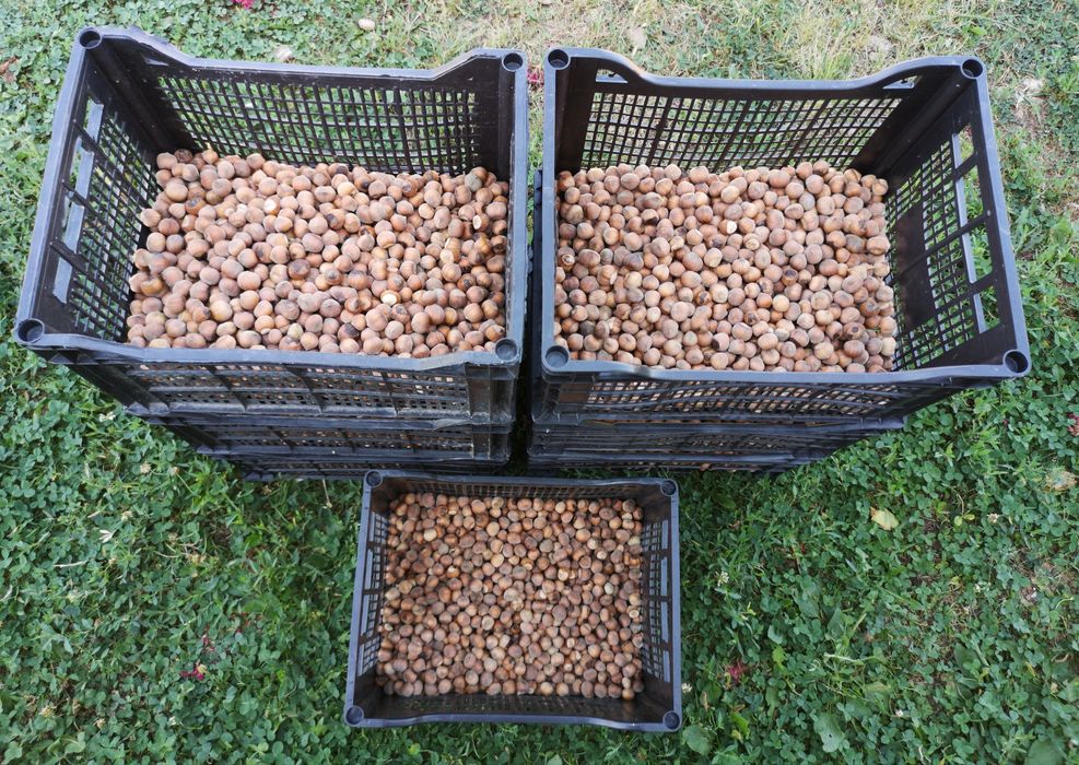 Alune de Padure Tonda Gentile Romana - Productie 2025