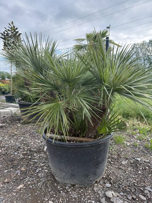 Amenajare gradina cu gazon rulou si plante ornamentale