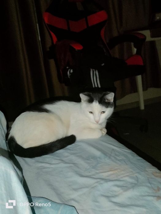 ПРОПАЛ кот! Р. Мирный